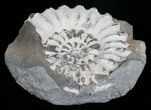 White Pleuroceras Ammonite - Germany #6154-1